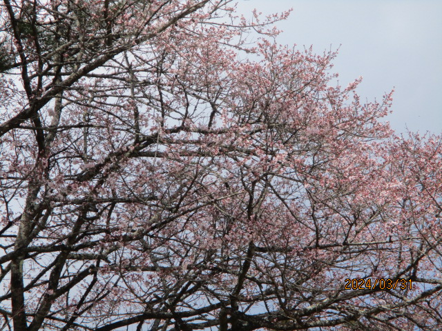 桜開花のお知らせ